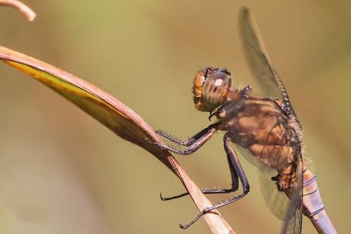 Orthetrum coerulescens